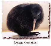 kiwibird